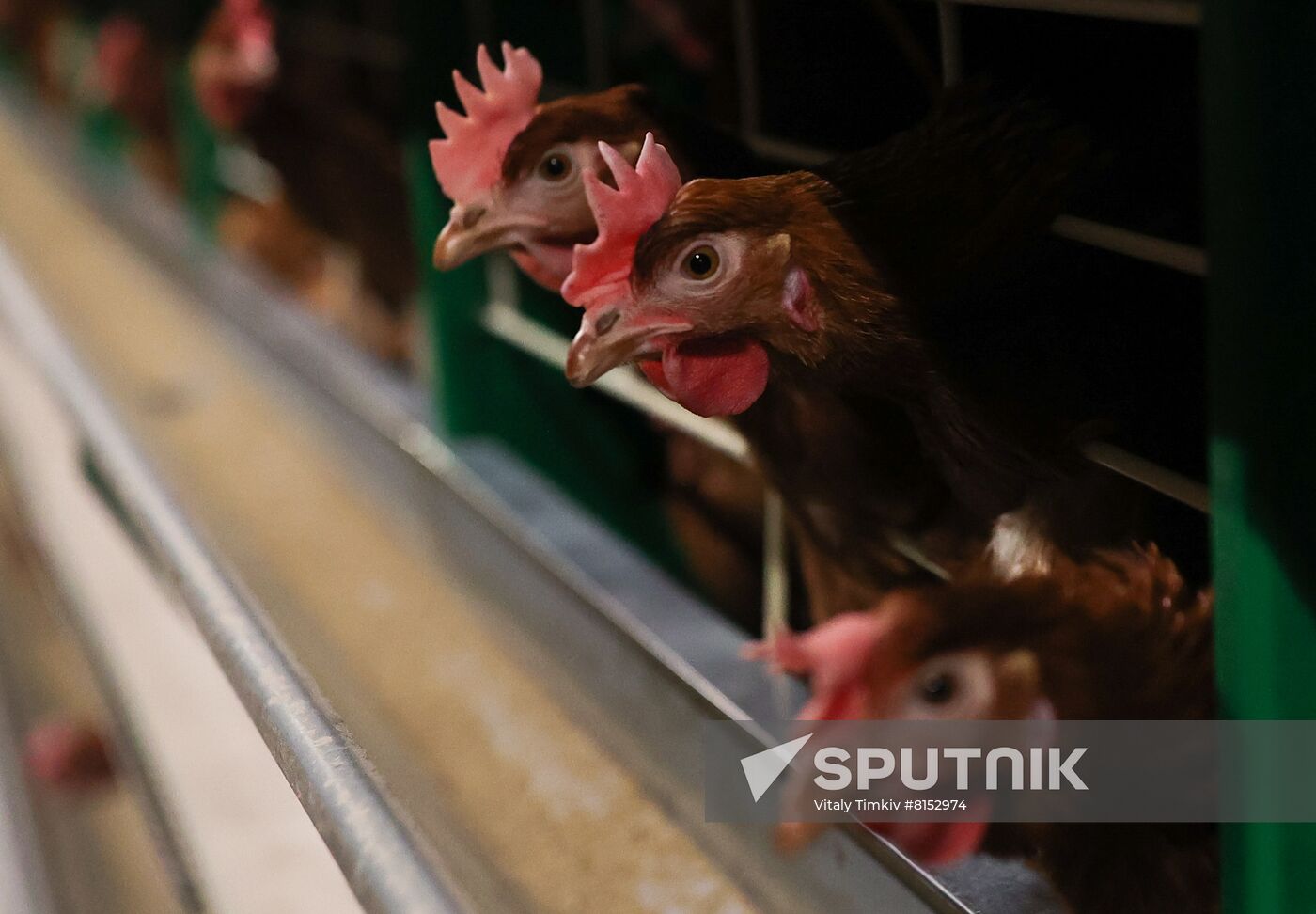 Russia Food Industry