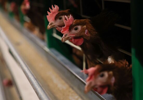 Russia Food Industry