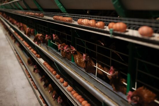 Russia Food Production