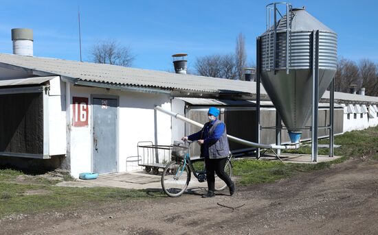 Labinsky Pedigree Poultry Breeding Plant in Krasnodar Territory