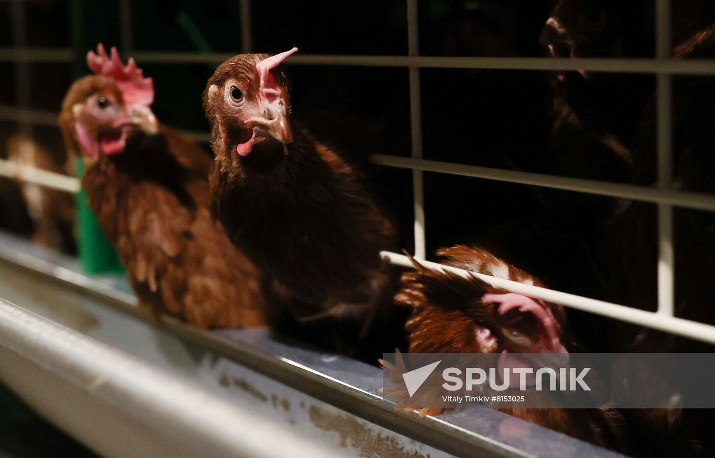 Labinsky Pedigree Poultry Breeding Plant in Krasnodar Territory