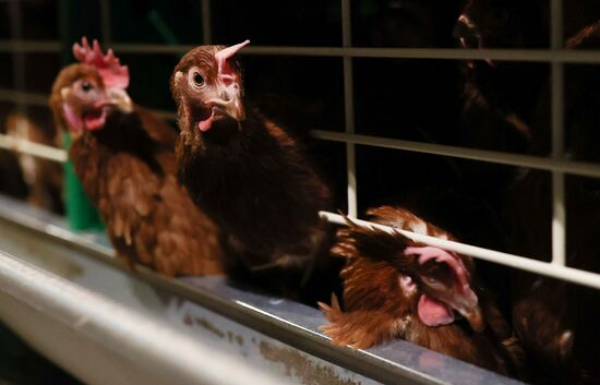Labinsky Pedigree Poultry Breeding Plant in Krasnodar Territory