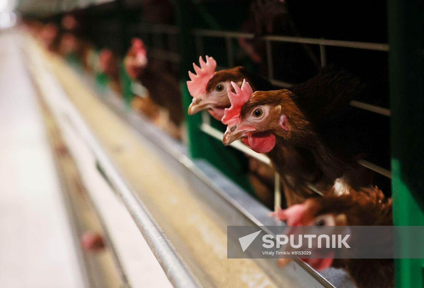 Labinsky Pedigree Poultry Breeding Plant in Krasnodar Territory