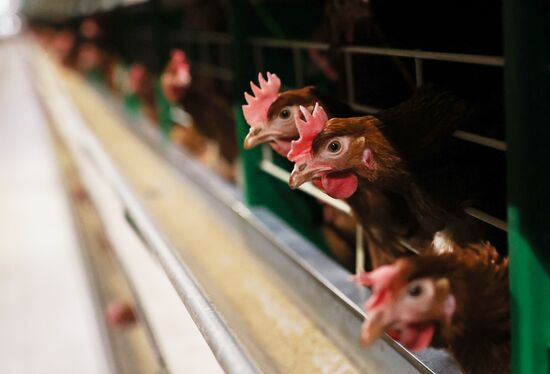 Labinsky Pedigree Poultry Breeding Plant in Krasnodar Territory