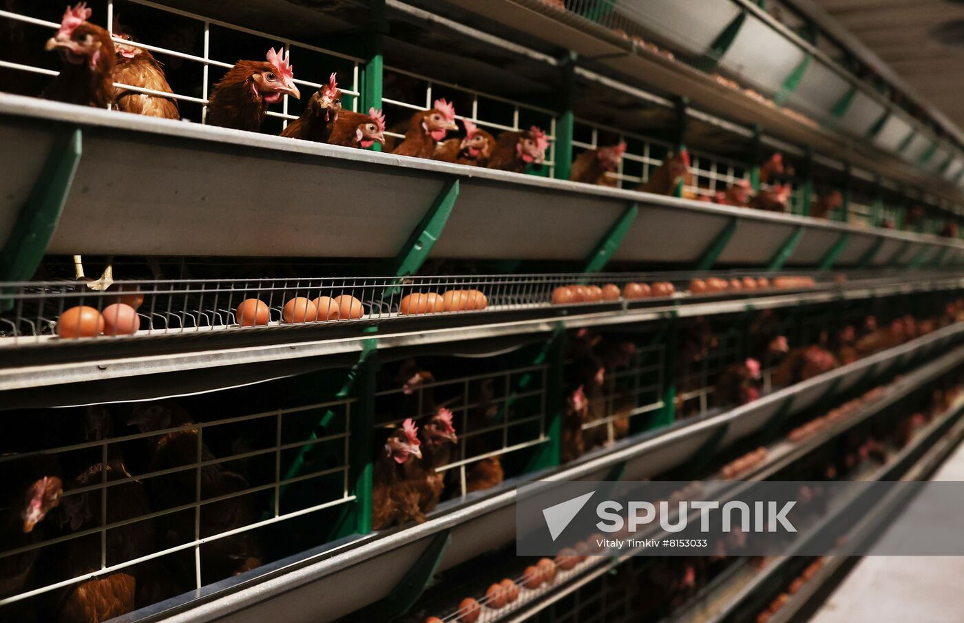 Labinsky Pedigree Poultry Breeding Plant in Krasnodar Territory