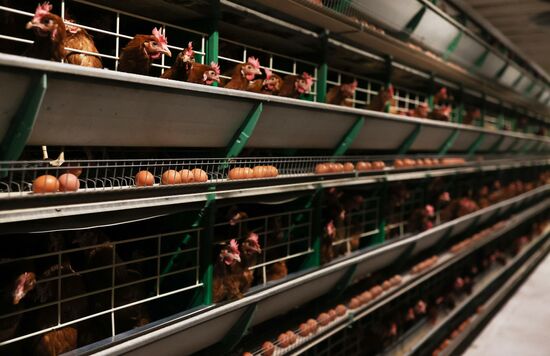 Labinsky Pedigree Poultry Breeding Plant in Krasnodar Territory