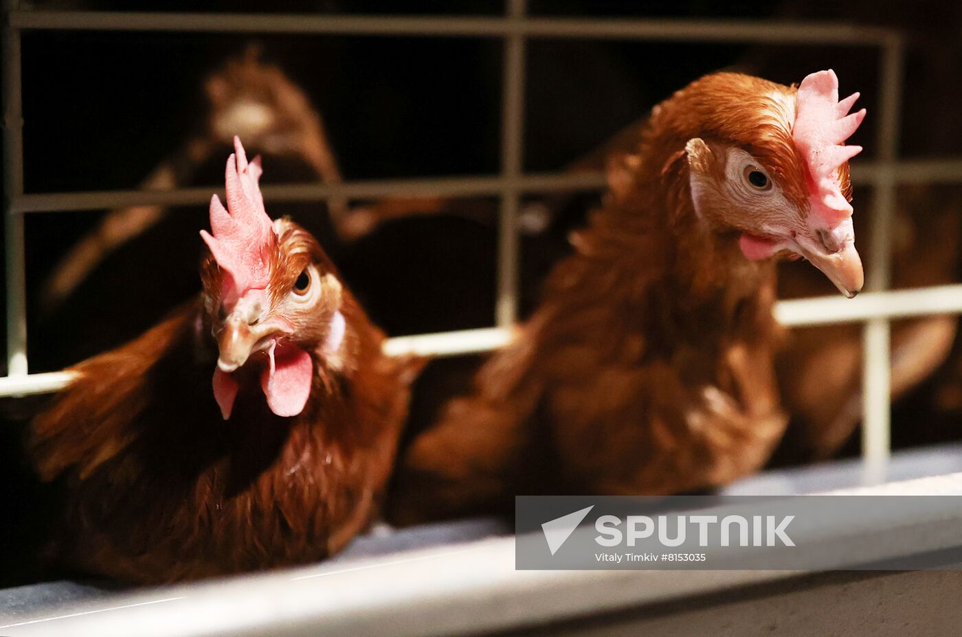 Labinsky Pedigree Poultry Breeding Plant in Krasnodar Territory
