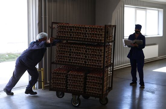 Labinsky Pedigree Poultry Breeding Plant in Krasnodar Territory