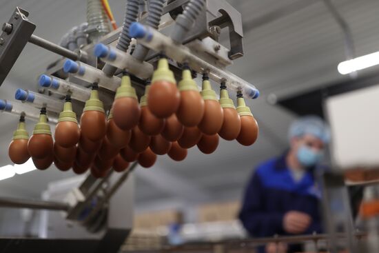 Labinsky Pedigree Poultry Breeding Plant in Krasnodar Territory