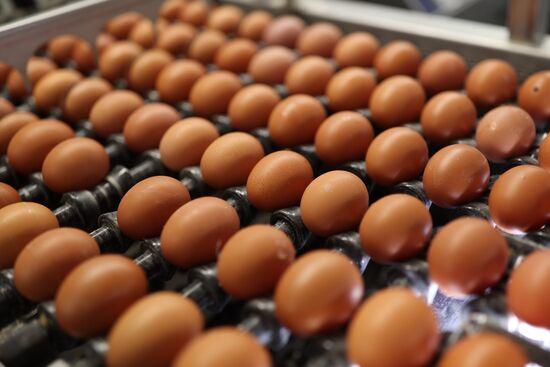 Labinsky Pedigree Poultry Breeding Plant in Krasnodar Territory