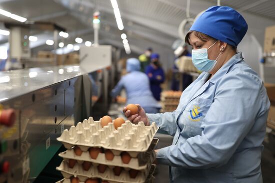 Labinsky Pedigree Poultry Breeding Plant in Krasnodar Territory