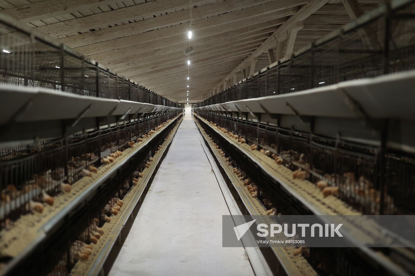 Labinsky Pedigree Polutry Breeding Plant in Krasnodar Territory