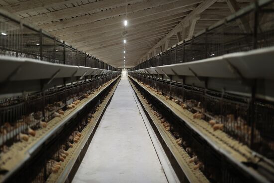 Labinsky Pedigree Polutry Breeding Plant in Krasnodar Territory