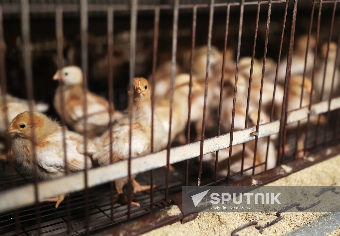 Labinsky Pedigree Poultry Breeding Plant in Krasnodar Territory