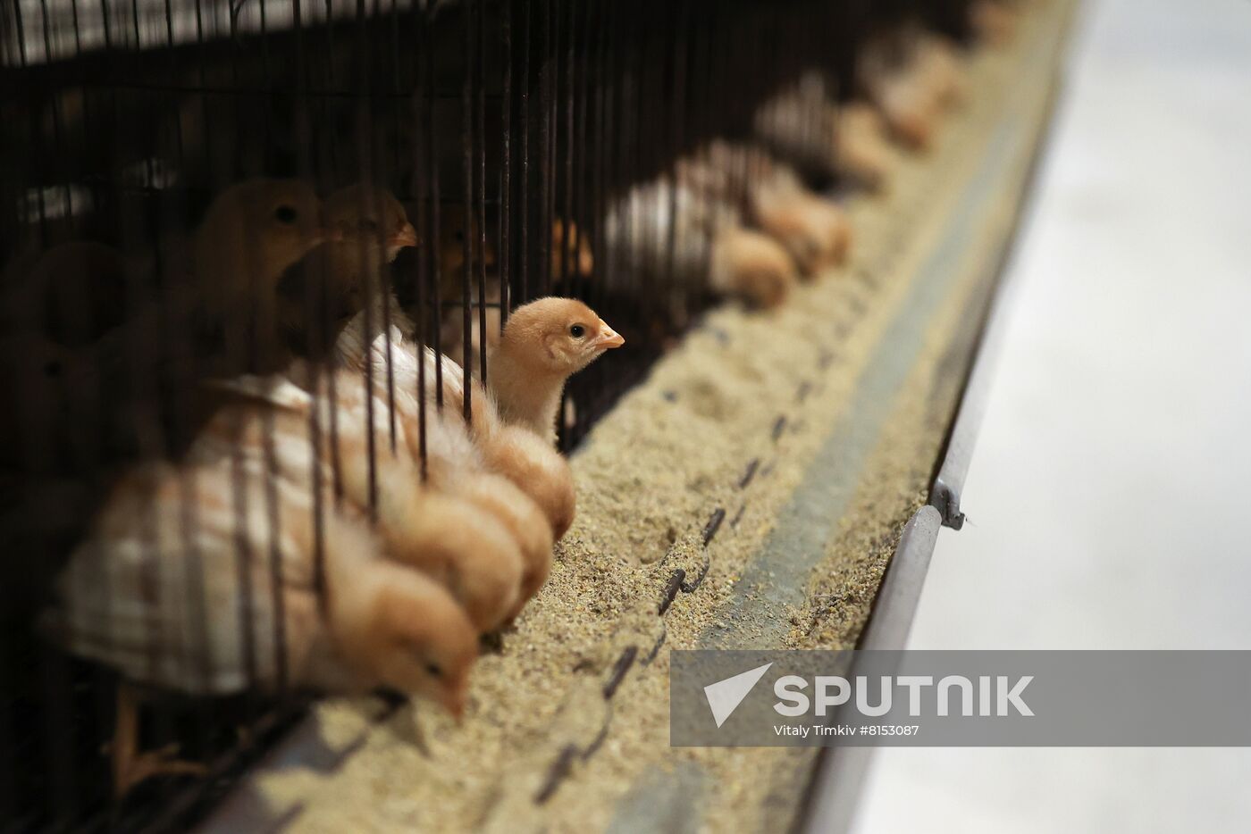Labinsky Pedigree Poultry Breeding Plant in Krasnodar Territory