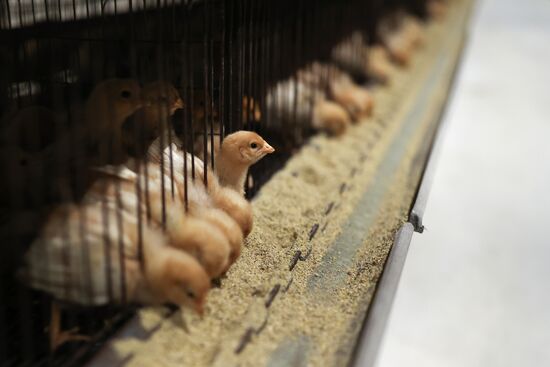 Labinsky Pedigree Poultry Breeding Plant in Krasnodar Territory