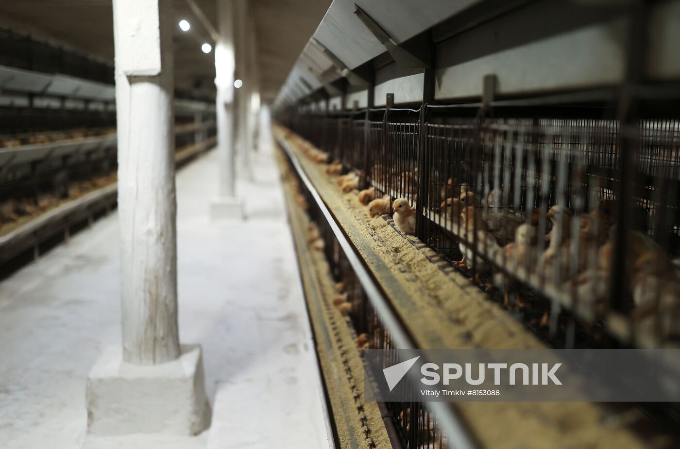 Labinsky Pedigree Poultry Breeding Plant in Krasnodar Territory