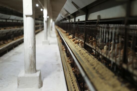 Labinsky Pedigree Poultry Breeding Plant in Krasnodar Territory