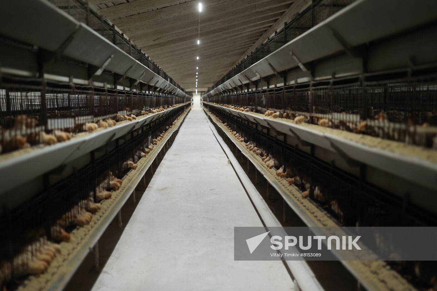 Labinsky Pedigree Poultry Breeding Plant in Krasnodar Territory
