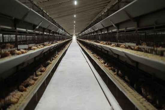Labinsky Pedigree Poultry Breeding Plant in Krasnodar Territory
