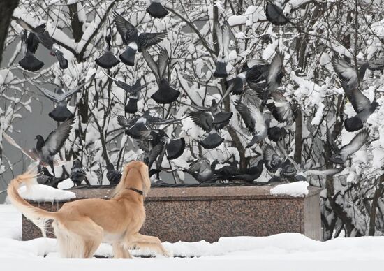 Russia Weather