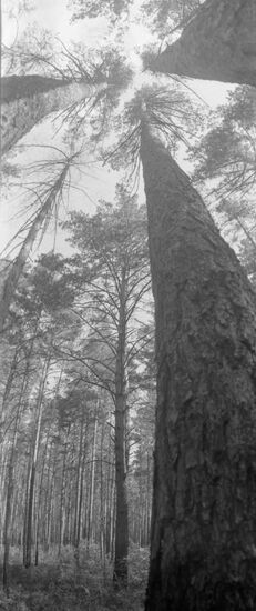 Angara pine