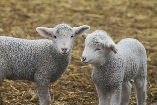 Russia Agriculture Livestock