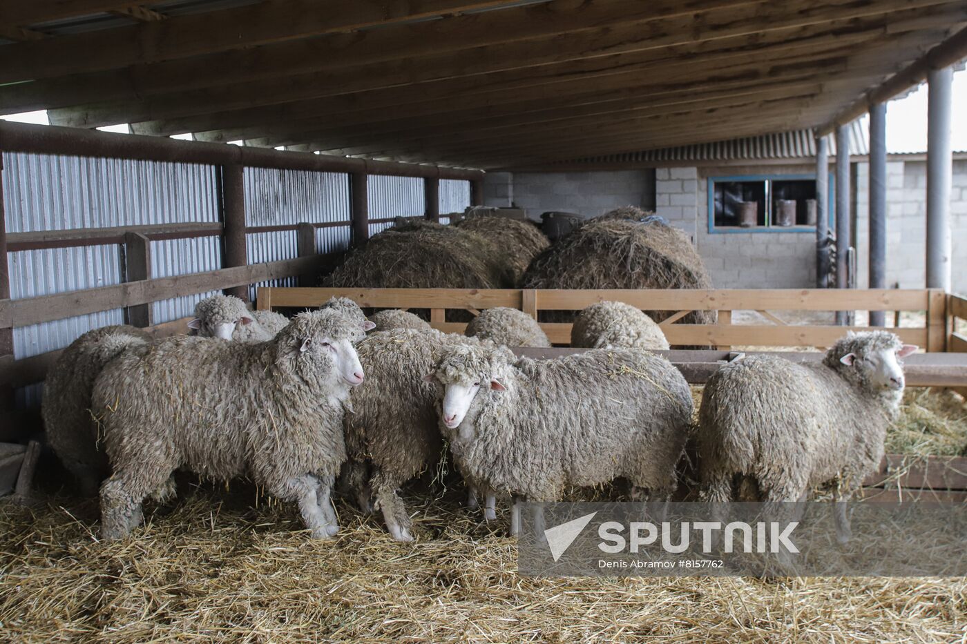 Russia Agriculture Livestock