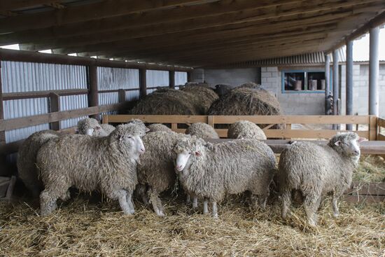 Russia Agriculture Livestock