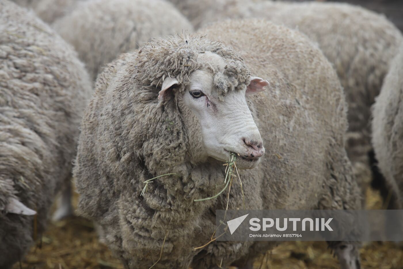 Russia Agriculture Livestock