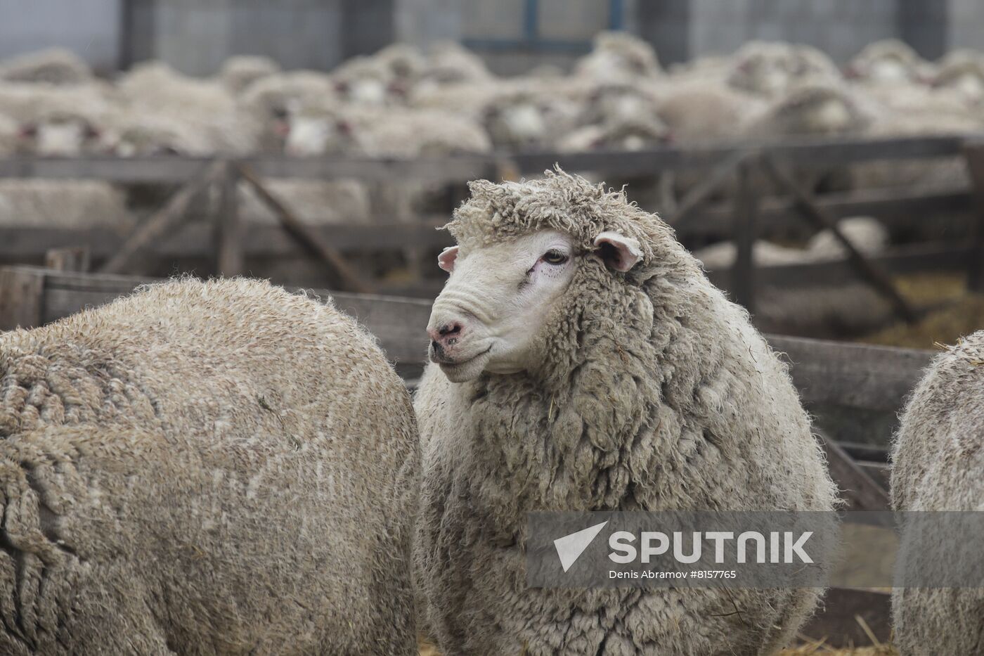 Russia Agriculture Livestock