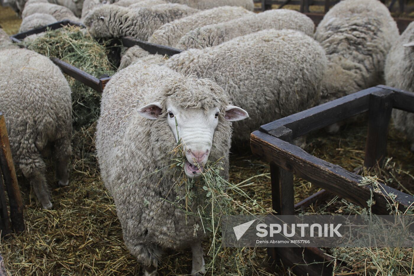 Russia Agriculture Livestock