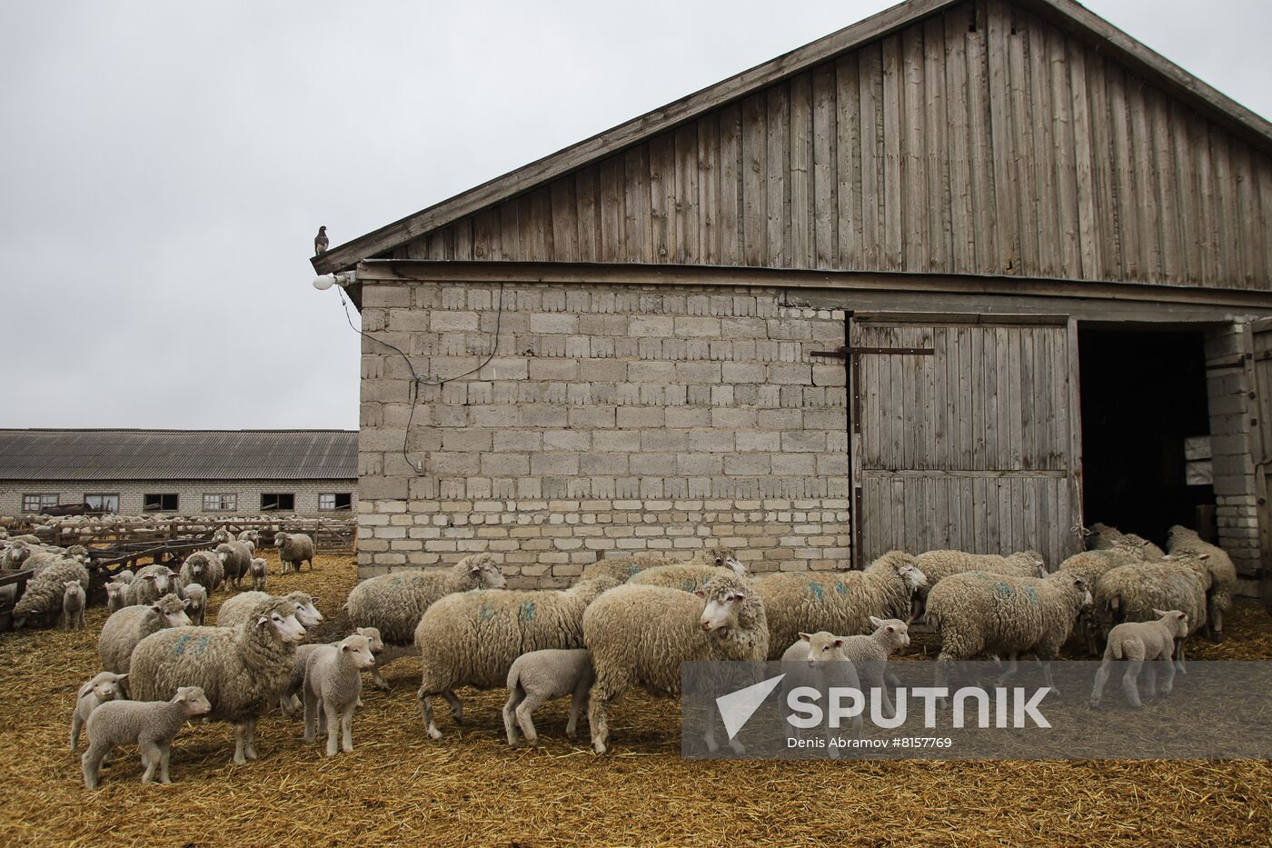 Russia Agriculture Livestock