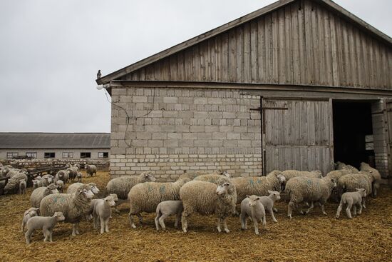 Russia Agriculture Livestock