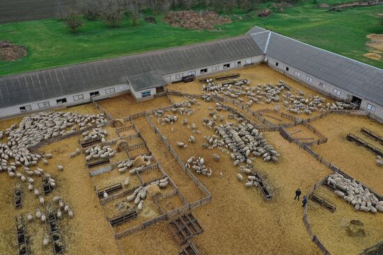 Russia Agriculture Livestock