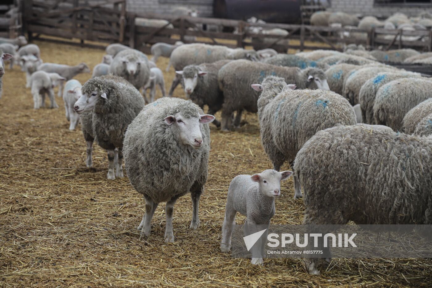 Russia Agriculture Livestock