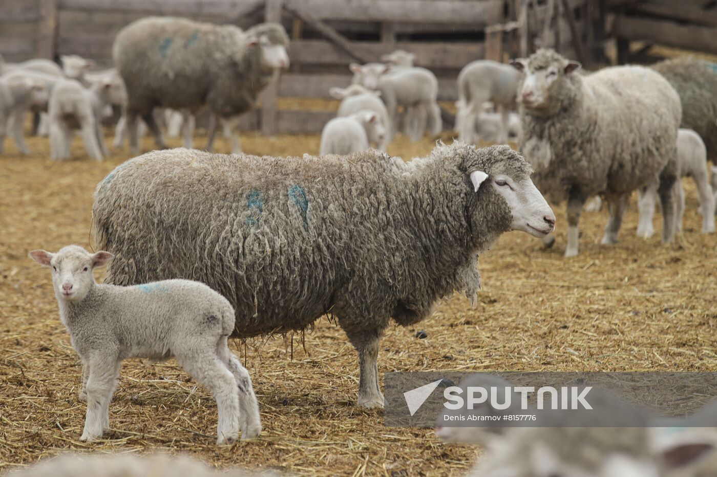 Russia Agriculture Livestock