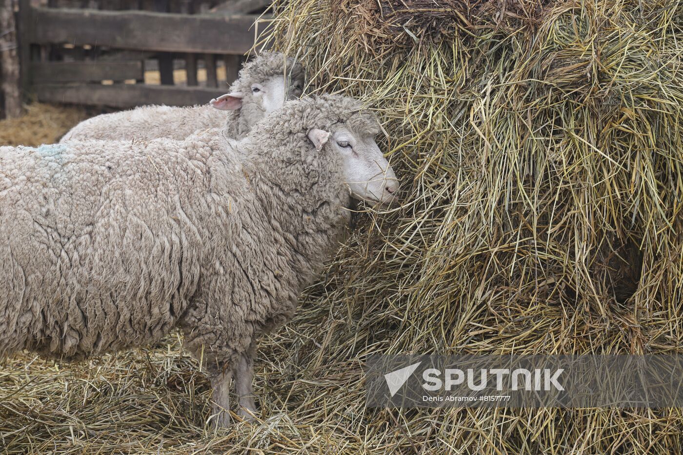 Russia Agriculture Livestock