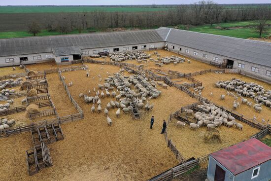 Russia Agriculture Livestock