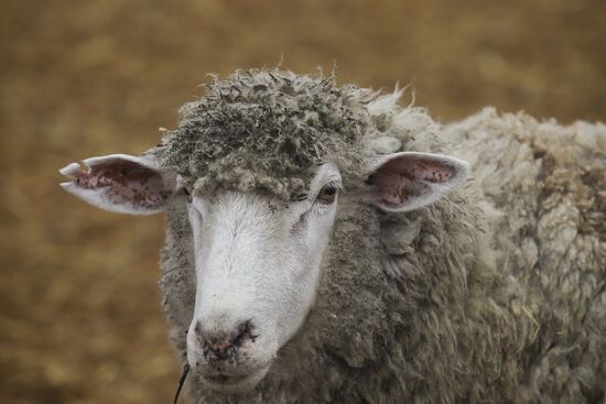 Russia Agriculture Livestock