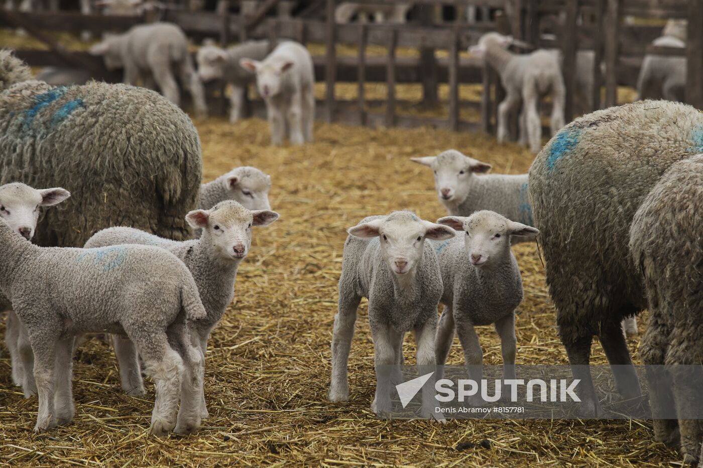 Russia Agriculture Livestock