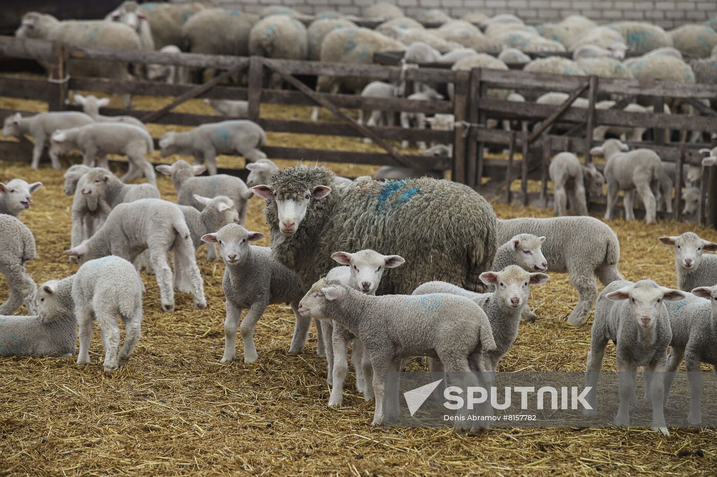 Russia Agriculture Livestock