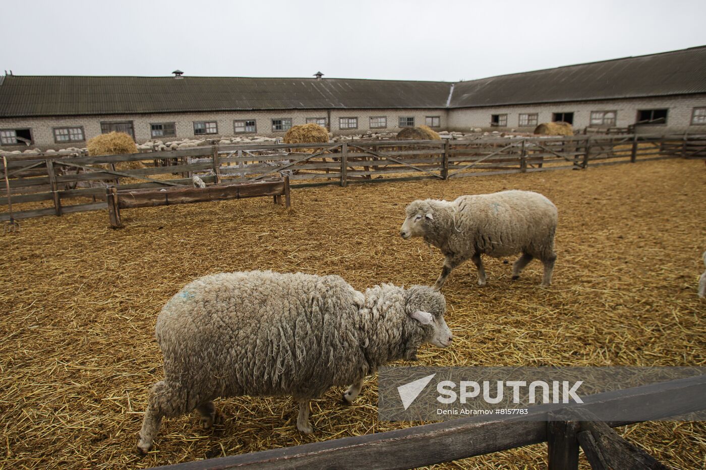 Russia Agriculture Livestock