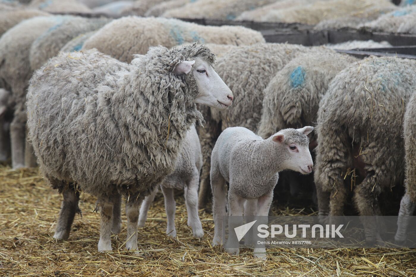 Russia Agriculture Livestock