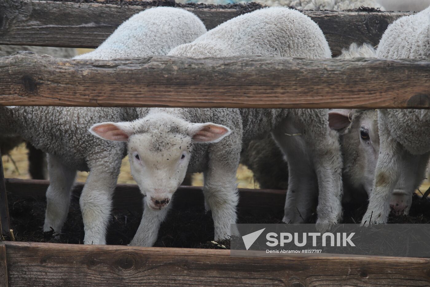 Russia Agriculture Livestock