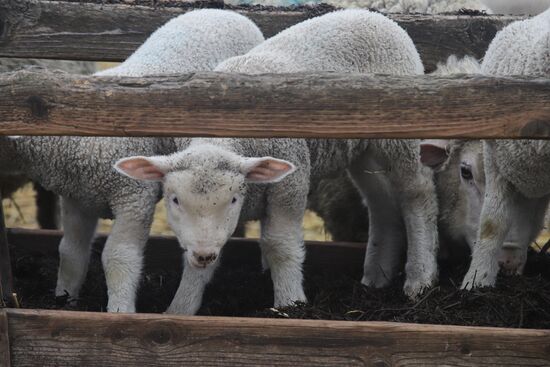 Russia Agriculture Livestock