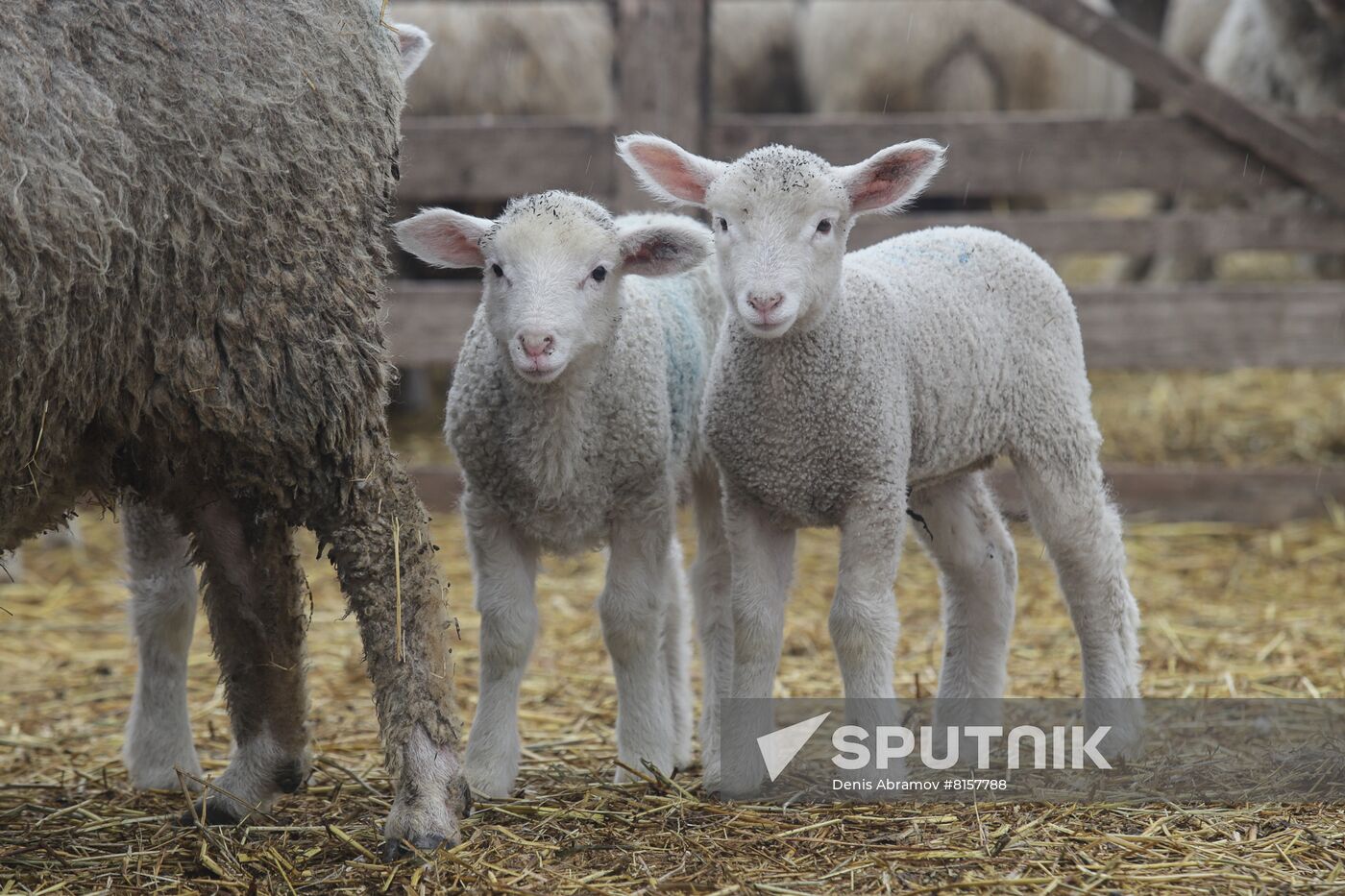 Russia Agriculture Livestock