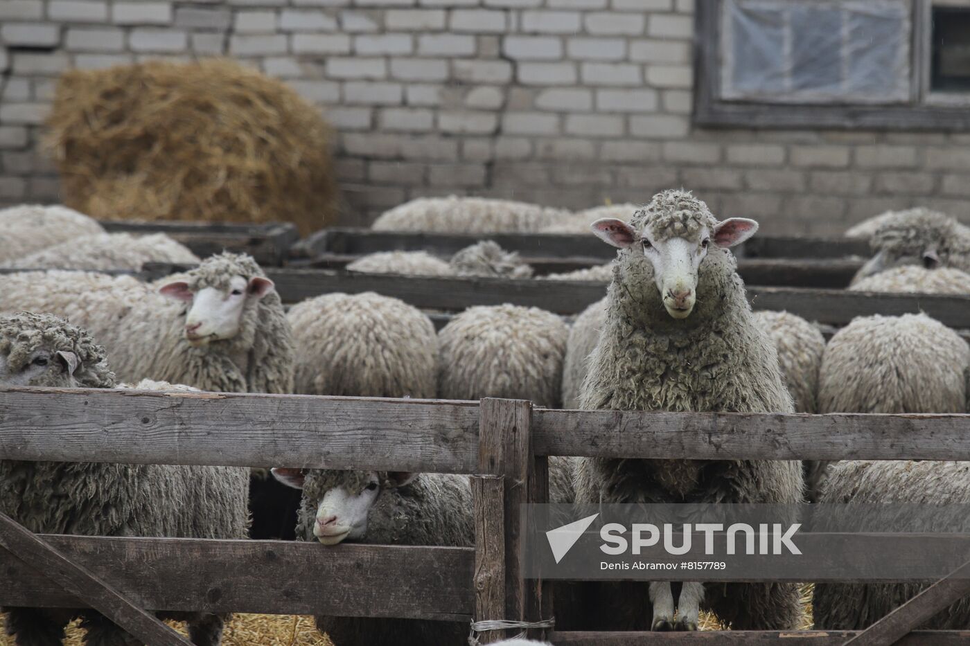 Russia Agriculture Livestock