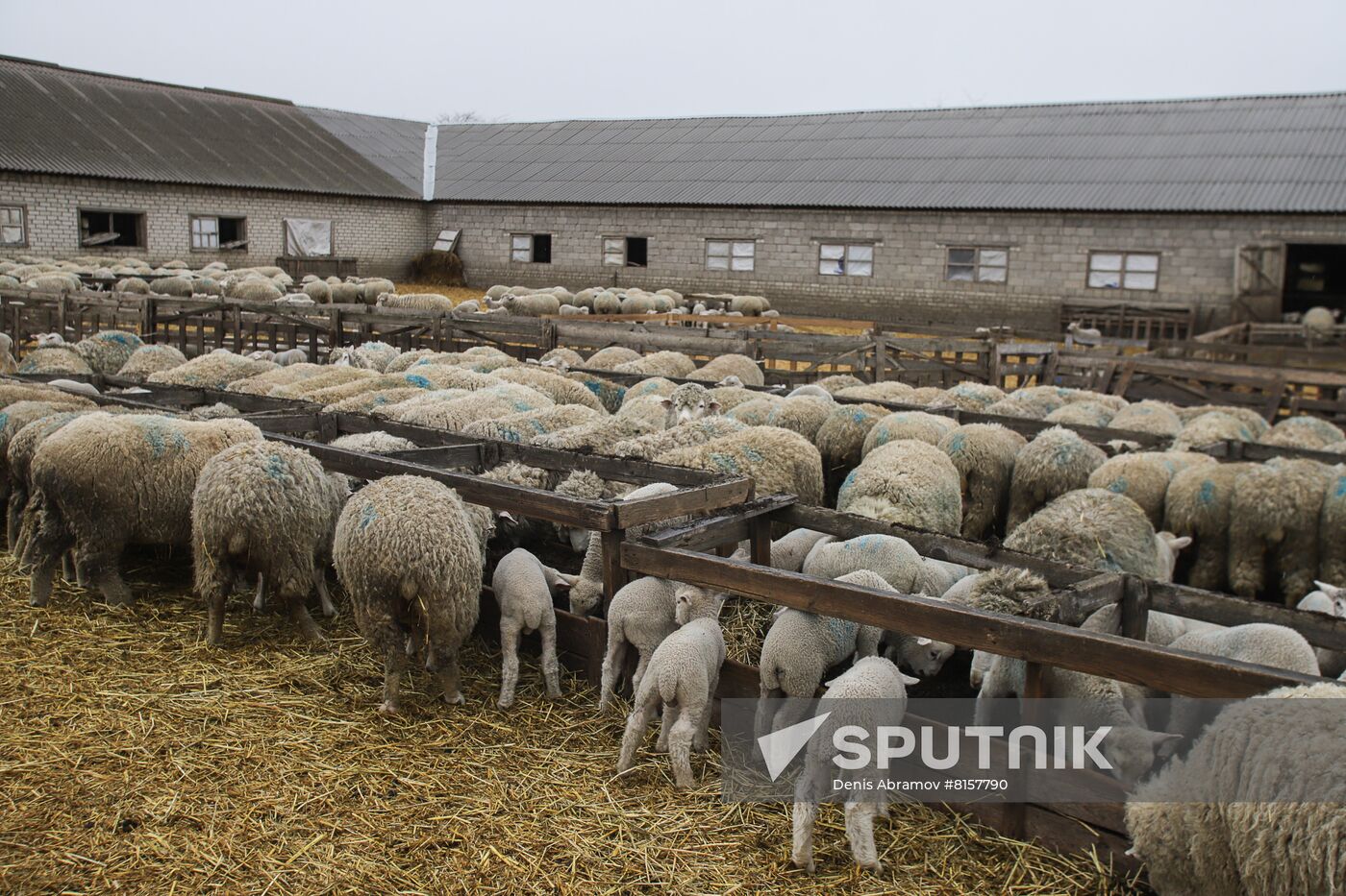 Russia Agriculture Livestock