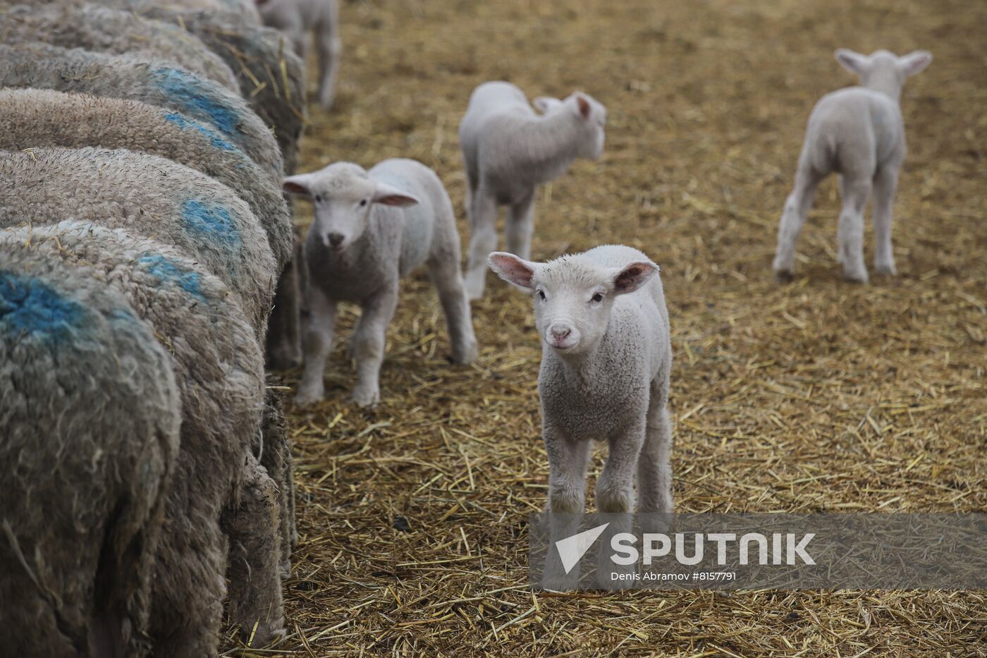 Russia Agriculture Livestock